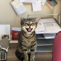 Tekir Kedi, Kedi  pastel fotoğrafı