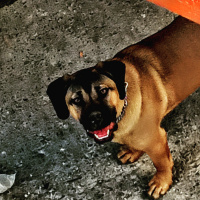 Cane Corso Italiano, Köpek  Maka fotoğrafı