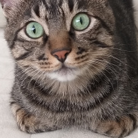 Tekir Kedi, Kedi  Miniş fotoğrafı
