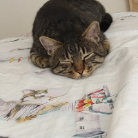 Tekir Kedi, Kedi  Miniş fotoğrafı