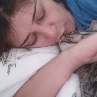 Tekir Kedi, Kedi  Miniş fotoğrafı