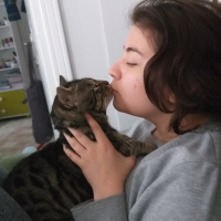 Tekir Kedi, Kedi  Miniş fotoğrafı