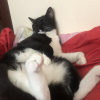 Tuxedo (Smokin) Kedi, Kedi  Mia fotoğrafı