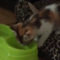 Tekir Kedi, Kedi  Lolita fotoğrafı