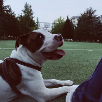 Dogo Arjantin, Köpek  THOR fotoğrafı