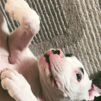 Dogo Arjantin, Köpek  THOR fotoğrafı