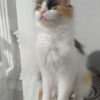 Norwegian Forest, Kedi  Şiva fotoğrafı