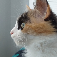 Norwegian Forest, Kedi  Şiva fotoğrafı