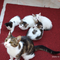 Tekir Kedi, Kedi  Yuvanizda bana da yer açar mısınız ???? fotoğrafı