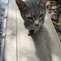 Tekir Kedi, Kedi  TRİPOD fotoğrafı