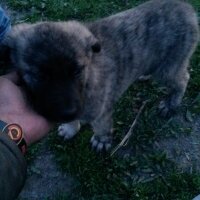 Kangal, Köpek  Çapar fotoğrafı