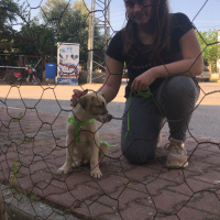 Sokö (Sokak Köpeği), Köpek  Uzi fotoğrafı