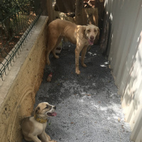 Sokö (Sokak Köpeği), Köpek  Uzi fotoğrafı