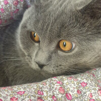 British Shorthair, Kedi  Boncuk fotoğrafı