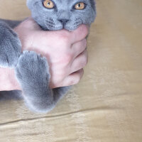 British Shorthair, Kedi  Boncuk fotoğrafı