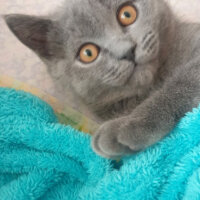 British Shorthair, Kedi  Boncuk fotoğrafı