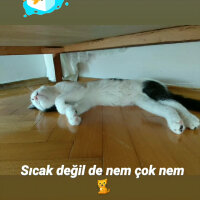 Tekir Kedi, Kedi  Suzi fotoğrafı