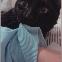 Bombay, Kedi  Coco fotoğrafı