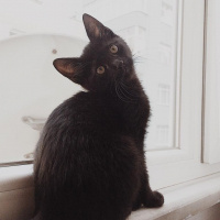 Bombay, Kedi  Coco fotoğrafı