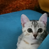 British Shorthair, Kedi  Mila fotoğrafı