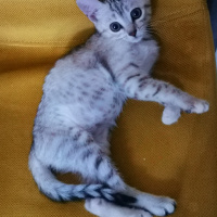 British Shorthair, Kedi  Mila fotoğrafı