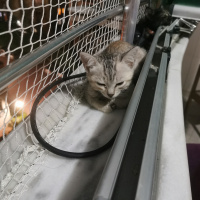 British Shorthair, Kedi  Mila fotoğrafı