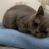 British Shorthair, Kedi  sevimli haydutum fotoğrafı