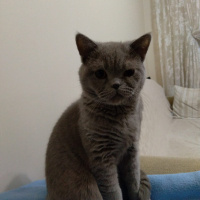 British Shorthair, Kedi  sevimli haydutum fotoğrafı