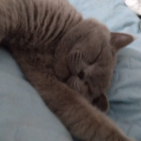 British Shorthair, Kedi  sevimli haydutum fotoğrafı