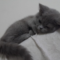 British Shorthair, Kedi  sevimli haydutum fotoğrafı