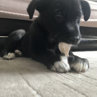 Labrador Retriever, Köpek  Hera fotoğrafı