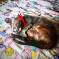 İran Kedisi (Persian), Kedi  Miya fotoğrafı