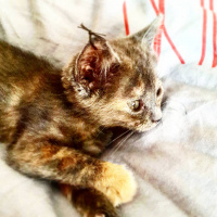 İran Kedisi (Persian), Kedi  Miya fotoğrafı