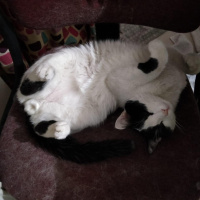 Tekir Kedi, Kedi  Cedric fotoğrafı