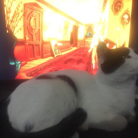 Tekir Kedi, Kedi  Cedric fotoğrafı