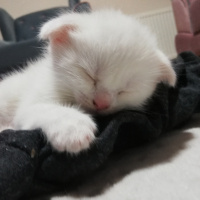 Scottish Fold, Kedi  Pamuk fotoğrafı