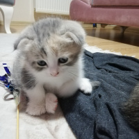 Scottish Fold, Kedi  Pamuk fotoğrafı