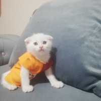 Scottish Fold, Kedi  Pamuk fotoğrafı