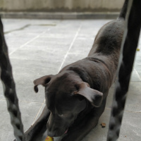 Amerikan Pitbull Terrier, Köpek  Gölge fotoğrafı