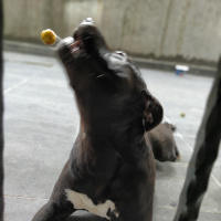 Amerikan Pitbull Terrier, Köpek  Gölge fotoğrafı