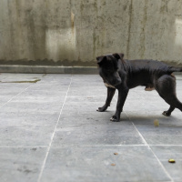 Amerikan Pitbull Terrier, Köpek  Gölge fotoğrafı