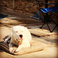 Dogo Arjantin, Köpek  Pusat fotoğrafı