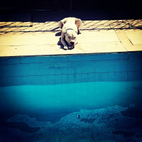Dogo Arjantin, Köpek  Pusat fotoğrafı