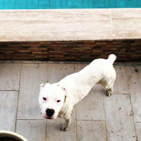 Dogo Arjantin, Köpek  Pusat fotoğrafı