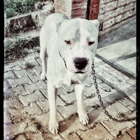 Dogo Arjantin, Köpek  Pusat fotoğrafı
