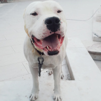 Dogo Arjantin, Köpek  Pusat fotoğrafı