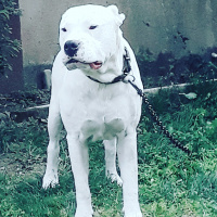 Dogo Arjantin, Köpek  Pusat fotoğrafı