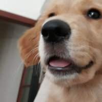 Golden Retriever, Köpek  Vera fotoğrafı