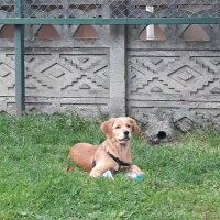 Golden Retriever, Köpek  Vera fotoğrafı