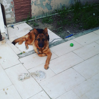 Alman Çoban Köpeği, Köpek  Joy fotoğrafı